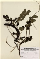 藏品(海紅豆)的圖片